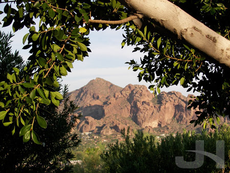 camelback and trees
