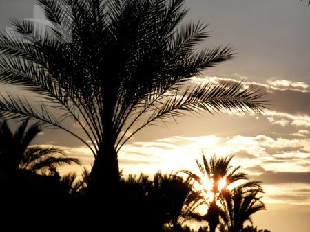 palms and sun