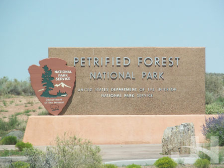 petrified forest 1