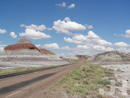 petrified forest 4