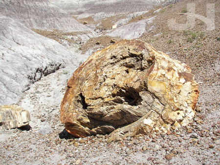 petrified forest 5