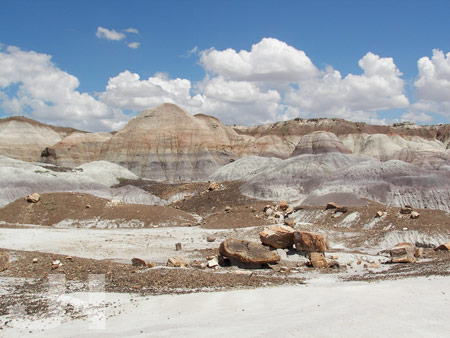 petrified forest 6