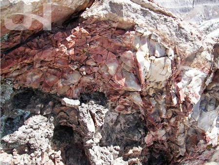 petrified forest 7