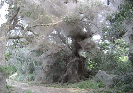 giant spider web