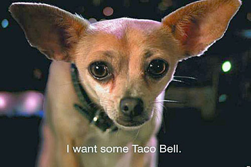 taco bell dog
